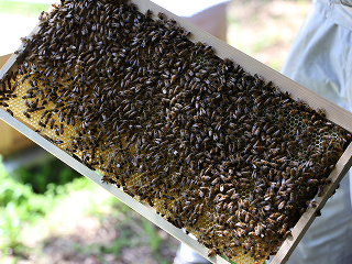 蜂